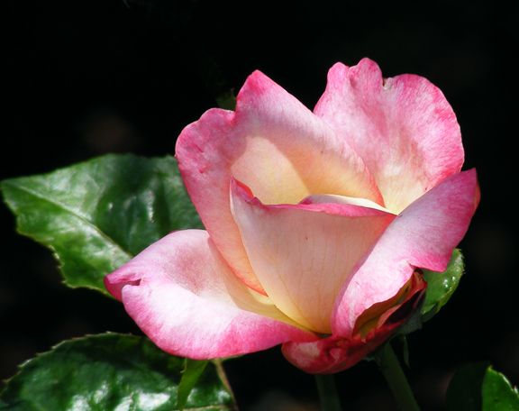 Iobelle photo io2013_06300040_zps3fd626bc.jpg